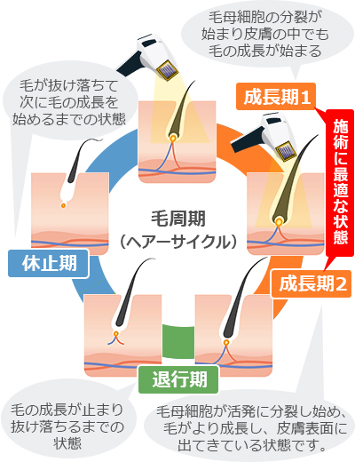 毛周期の図解