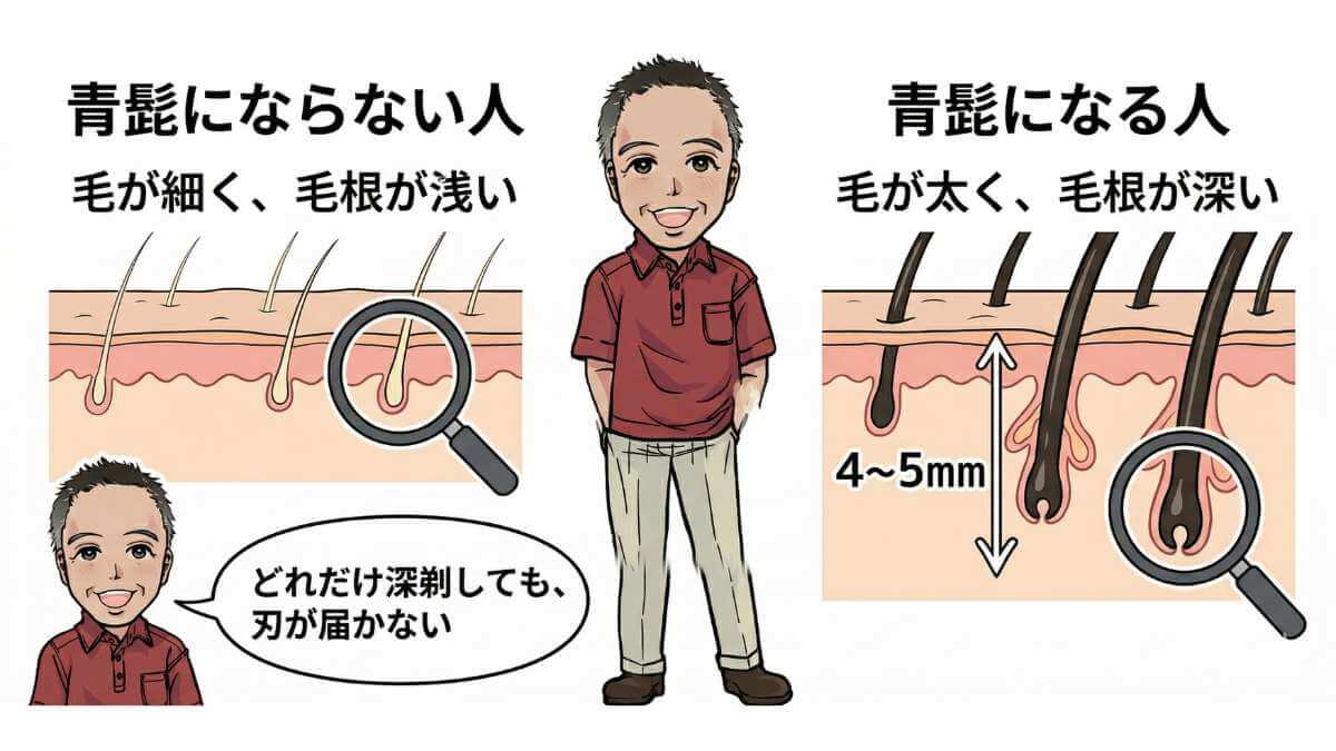 【図解】毛根の深さと太さ