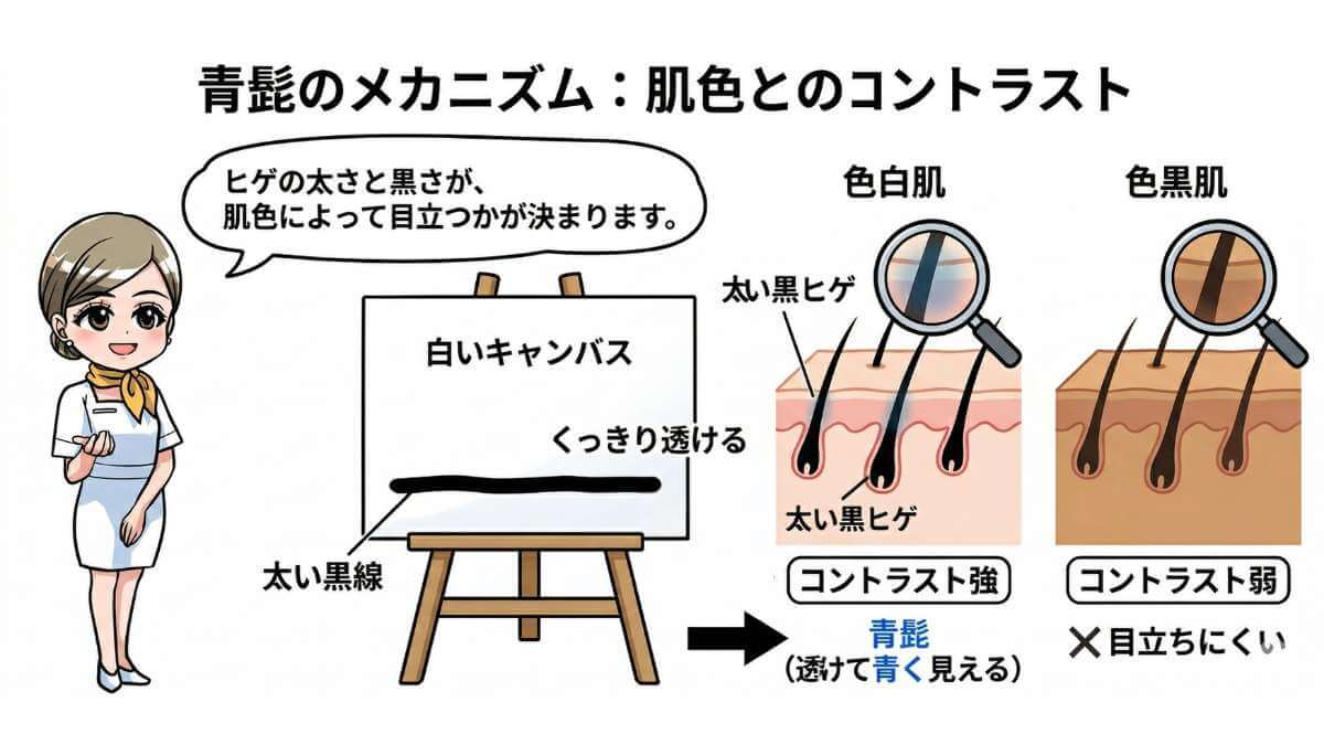 【図解】肌の色