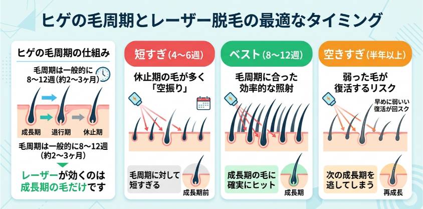 毛周期と最適な脱毛のタイミング